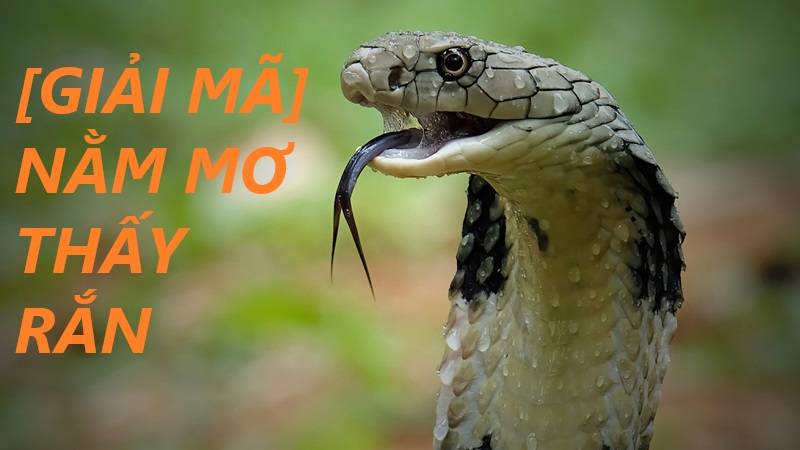 Nằm mơ thấy nhiều rắn là điềm gì? Giải mã giấc mơ và những điềm báo tiềm ẩn