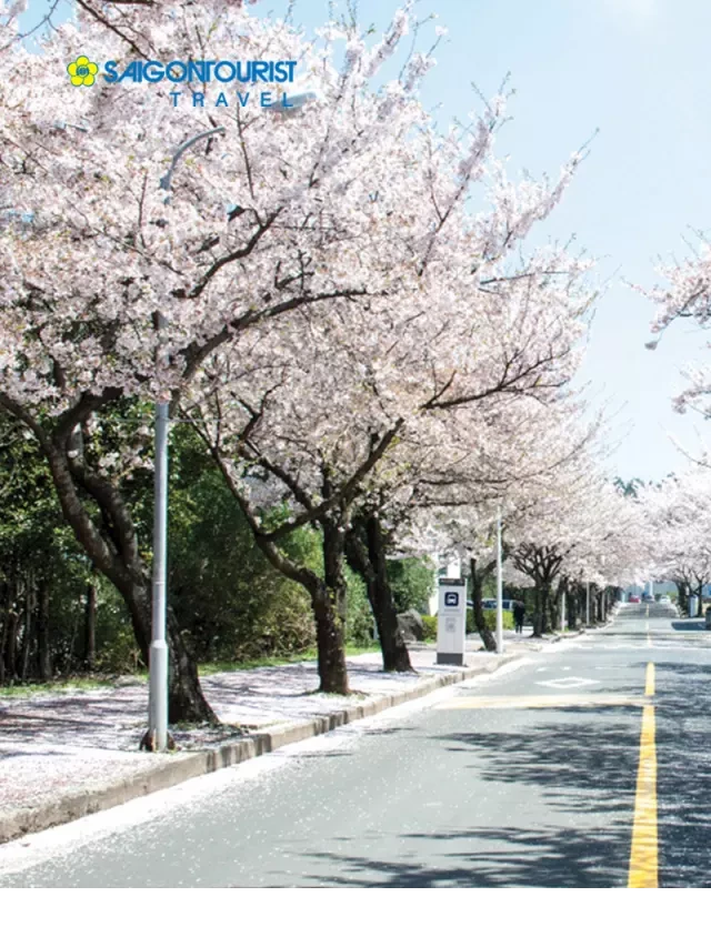   Đến Hàn Quốc, Nhật Bản ngắm hoa anh đào