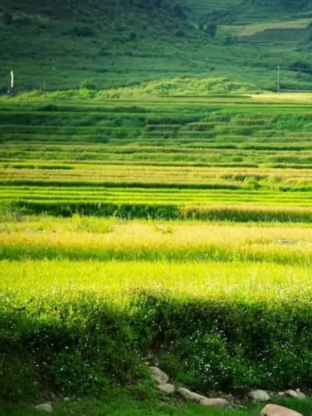   Chia sẻ kinh nghiệm du lịch Tú Lệ Yên Bái từ A-Z