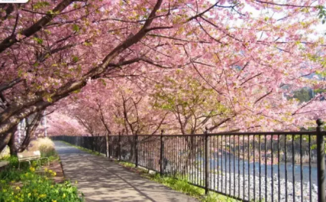 Du lịch Hàn Quốc mùa xuân và 10+ địa điểm nhất định phải ghé qua