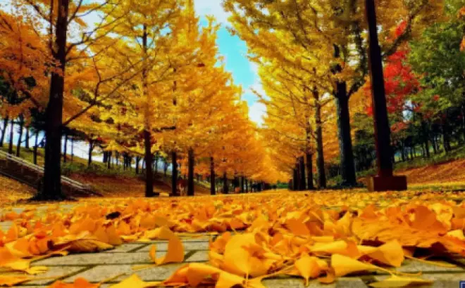 Tour du lịch Hàn Quốc lễ 2/9: Khám phá Incheon, Nami, Everland và Cung Điện (5 ngày 4 đêm)