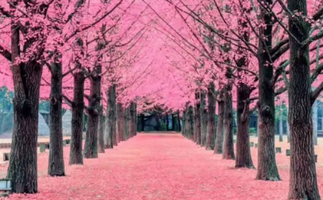 Tour Du Lịch Hàn Quốc Mùa Hoa Anh Đào: Khám phá đất nước Hàn Quốc