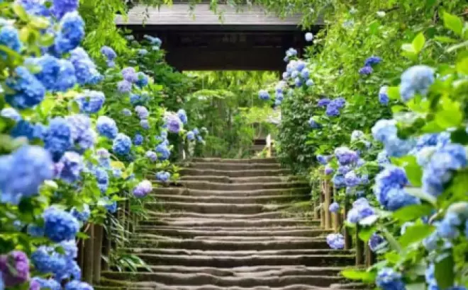 Du lịch Nhật tháng 7: Khám phá sắc hoa và lễ hội độc đáo