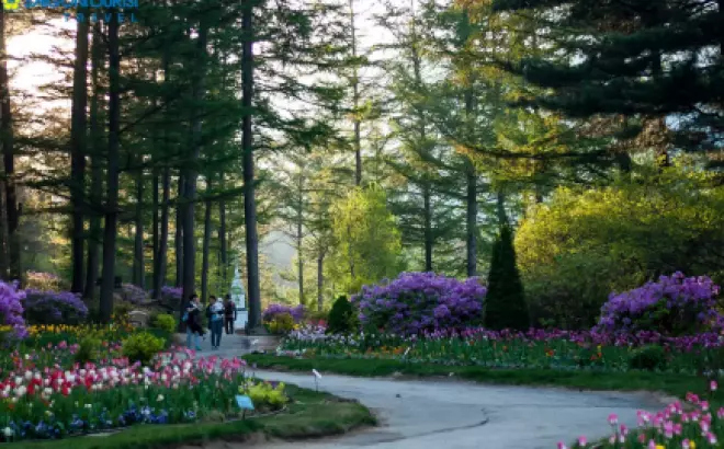 Du lịch Hàn Quốc Mùa Hoa anh đào 2023 [Seoul - Nami - Morning Calm - Công viên Yeouido - Lotte World]