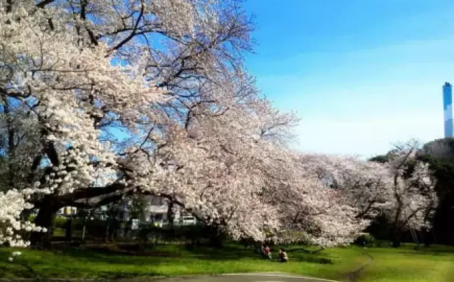 Du lịch Tokyo tháng 9: Thưởng thức vẻ đẹp của Nhật Bản mùa thu