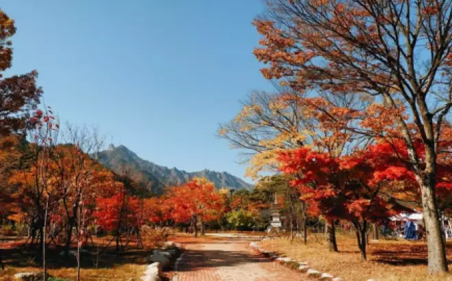 Mùa lá đỏ Hàn Quốc - Khoảng thời gian tuyệt đẹp để ngắm cảnh thiên nhiên lãng mạn