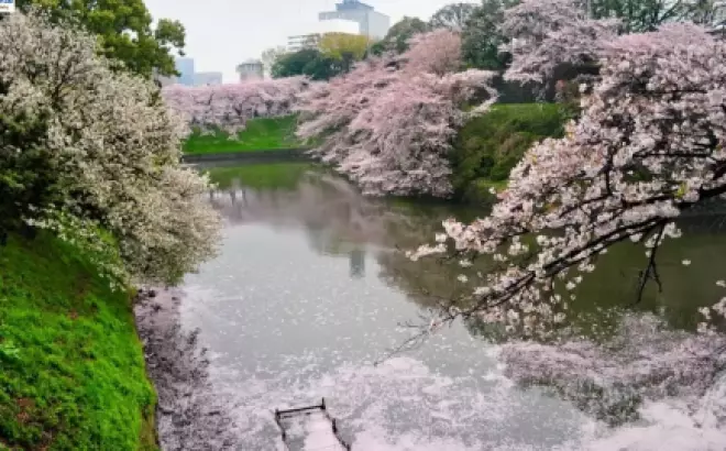 Tour du lịch Nhật Bản 4 ngày 3 đêm Tết Âm Lịch 2023-2025: Khám phá đất nước hoa anh đào