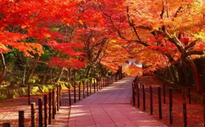 Du lịch Nhật Bản tháng 11: Những điều thú vị đang chờ đợi bạn