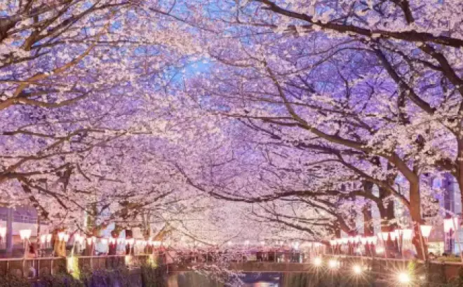 Du lịch tự túc Tokyo: Chia Sẻ Kinh Nghiệm Điểm Đến Hấp Dẫn Nhất