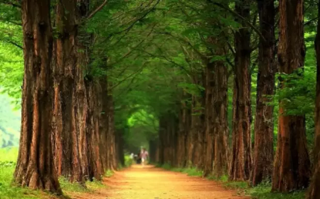 Khám phá "xứ sở kim chi" với chuyến du lịch Hàn Quốc mùa hè