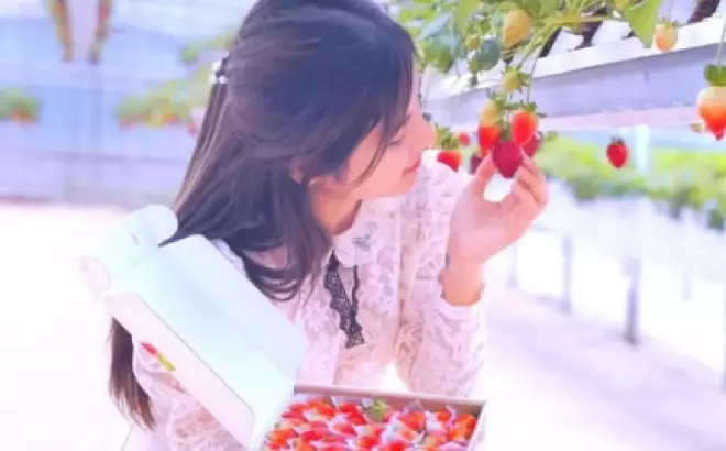 Top 15 Vườn Dâu Đà Lạt Đẹp Nhất Cho Tham Quan Miễn Phí Trong Năm 2023