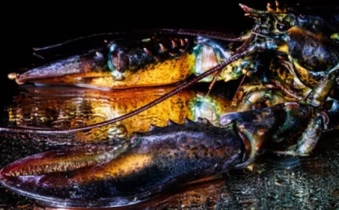 Cách sơ chế tôm hùm làm lẩu và tìm hiểu món lẩu tôm hùm Alaska