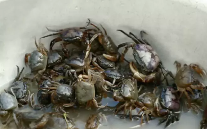 Cách Làm Lẩu Riêu Cua Bắp Bò 3 Cực – Cực Dễ, Cực Ngon Và Cực Lạ