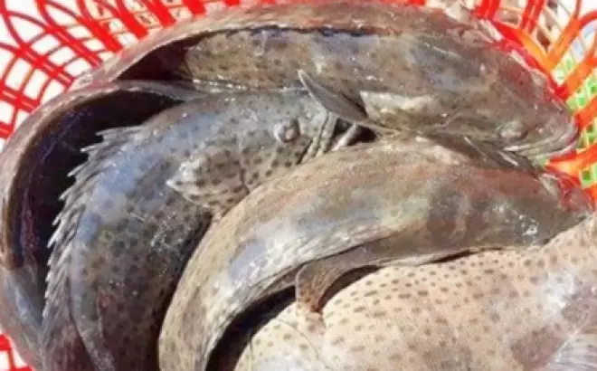 Cách nấu lẩu cá mú thơm ngon