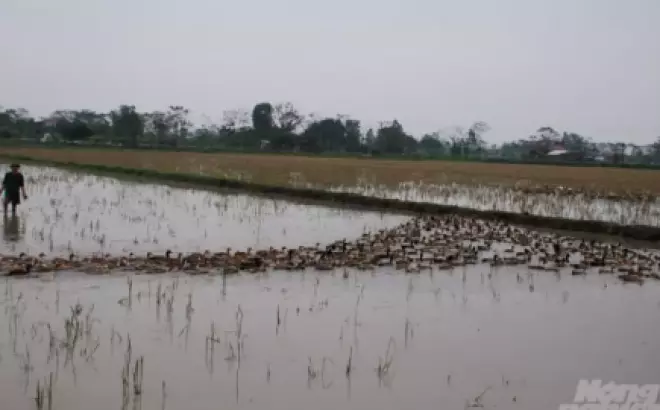 Thi vịt cỏ Vân Đình và cơ hội cho loài thủy cầm quý