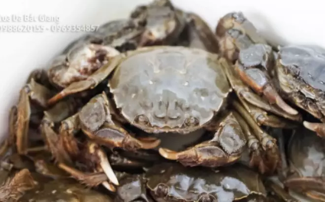 Cách chế biến Lẩu Cua Da cực ngon - chuẩn vị cho người mới.