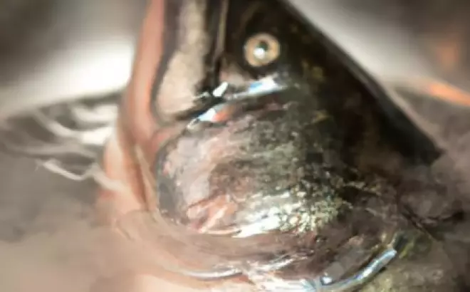 Cách nấu lẩu đầu cá hồi - Kỹ thuật từng bước hấp dẫn