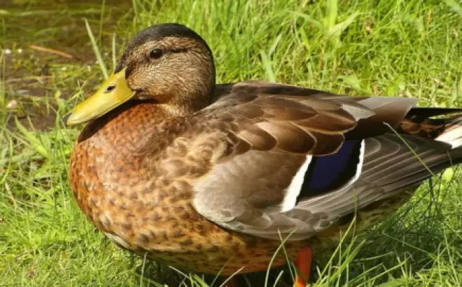 Tổng hợp 5 cách chế biến món ngon từ vịt cỏ đơn giản, cực dễ làm