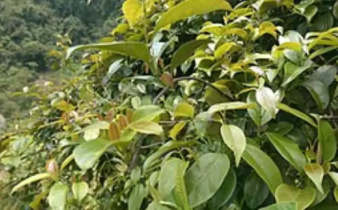 Lá Giang: Cây Dược Tính Có Nhiều Ứng Dụng