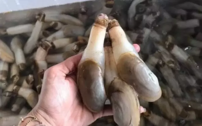 Tu hài làm món gì ngon? Top 7 món ngon từ tu hài